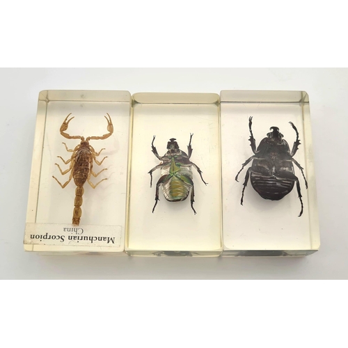 1188 - Three Insect Clear Resin Paperweights. A scorpion and two beetles. 7 x 4cm