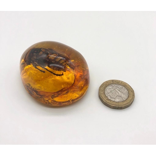 258 - A Very Large Hornet Encapsulated in an Amber-Coloured Resin. Pendant or small ornament.  6cm