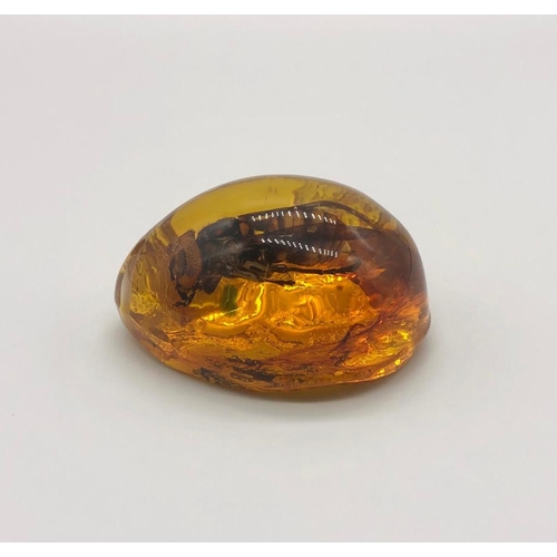 258 - A Very Large Hornet Encapsulated in an Amber-Coloured Resin. Pendant or small ornament.  6cm