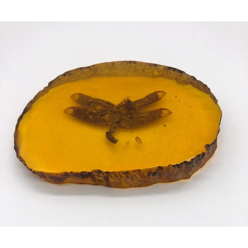 452 - A Large Dragonfly Encapsulated in an Amber-Coloured Resin Slice.  10cm.