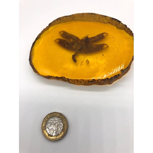 452 - A Large Dragonfly Encapsulated in an Amber-Coloured Resin Slice.  10cm.