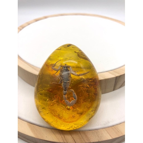 572 - A Scorpion Encapsulated in an Amber-Coloured Resin Pendant. 6cm.