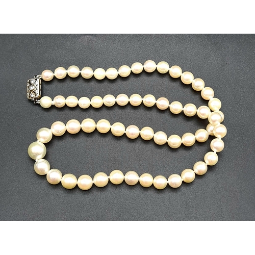 145 - A SINGLE ROW OF AKOYA GRADUATED PEARLS WITH A PLATINUM AND DIAMOND CATCH,   46cms