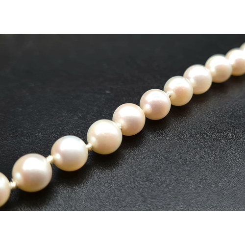 397 - A SINGLE ROW OF CULTURED PEARLS WITH 9K GOLD CLASP    68cms IN LENGTH