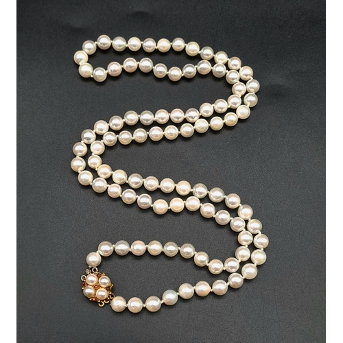 397 - A SINGLE ROW OF CULTURED PEARLS WITH 9K GOLD CLASP    68cms IN LENGTH