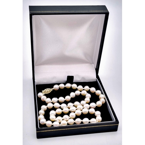 268 - A princess row of cultured pearls, 18 inches of fabulous strung pearls with a yellow gold clasp.