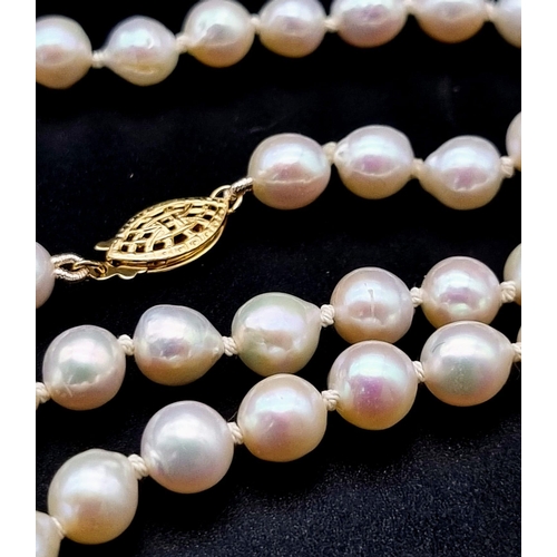 268 - A princess row of cultured pearls, 18 inches of fabulous strung pearls with a yellow gold clasp.