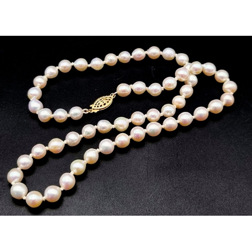 268 - A princess row of cultured pearls, 18 inches of fabulous strung pearls with a yellow gold clasp.