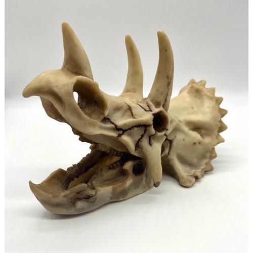 166 - A Triceratops Dinosaur Skull Model. Perfect as an ornament or education piece. Made of white resin. ... 