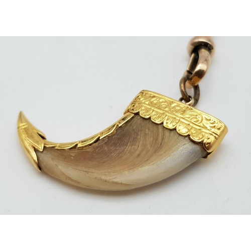 1 - An Antique Tiger Claw Set in 18K Yellow Gold - Presented on an Antique 9K Gold Albert Chain. 74cm - ... 