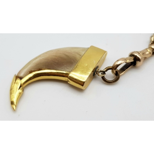 1 - An Antique Tiger Claw Set in 18K Yellow Gold - Presented on an Antique 9K Gold Albert Chain. 74cm - ... 