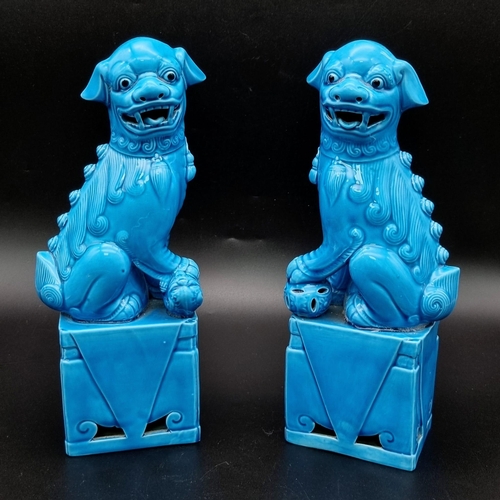 1279 - An Excellent Condition Vintage Pair of Chinese Blue Porcelain Dogs of Fo. Makers Stamp on Base. 25cm... 