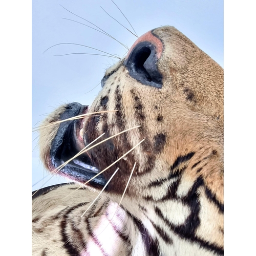 250 - A Victorian Taxidermy Mounted Bengal Tigers Head. Shield measurements 68x53cm.