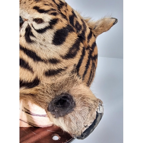 250 - A Victorian Taxidermy Mounted Bengal Tigers Head. Shield measurements 68x53cm.