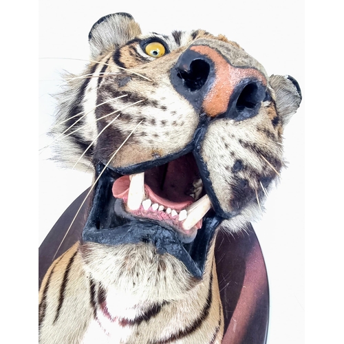 250 - A Victorian Taxidermy Mounted Bengal Tigers Head. Shield measurements 68x53cm.