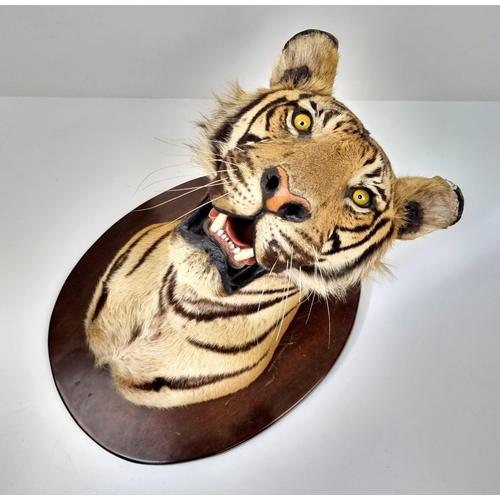 250 - A Victorian Taxidermy Mounted Bengal Tigers Head. Shield measurements 68x53cm.