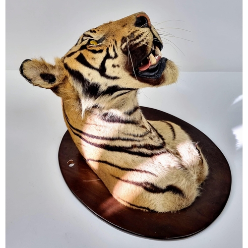 250 - A Victorian Taxidermy Mounted Bengal Tigers Head. Shield measurements 68x53cm.