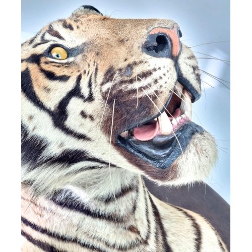 250 - A Victorian Taxidermy Mounted Bengal Tigers Head. Shield measurements 68x53cm.