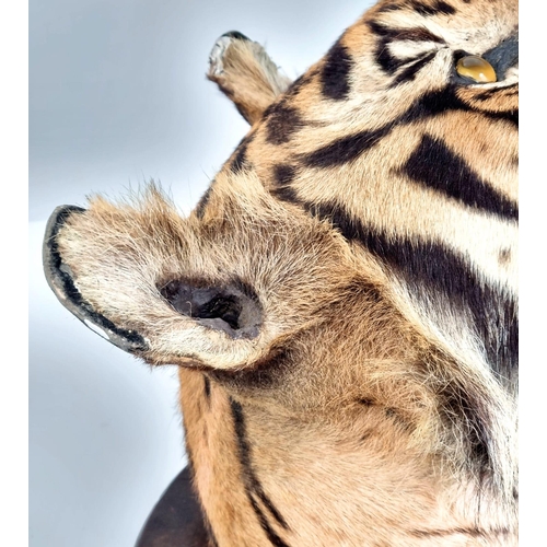 250 - A Victorian Taxidermy Mounted Bengal Tigers Head. Shield measurements 68x53cm.