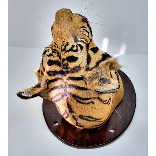 250 - A Victorian Taxidermy Mounted Bengal Tigers Head. Shield measurements 68x53cm.