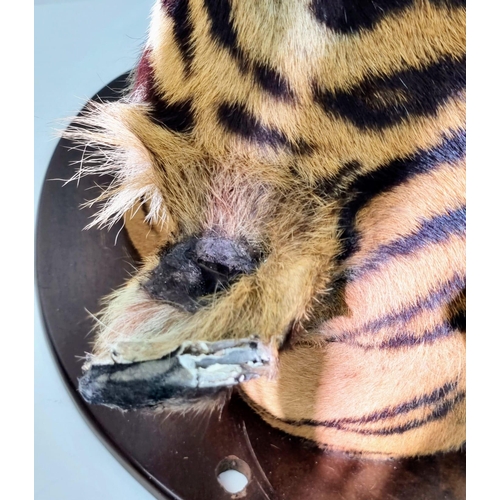 250 - A Victorian Taxidermy Mounted Bengal Tigers Head. Shield measurements 68x53cm.