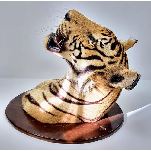 250 - A Victorian Taxidermy Mounted Bengal Tigers Head. Shield measurements 68x53cm.