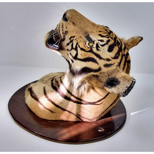 250 - A Victorian Taxidermy Mounted Bengal Tigers Head. Shield measurements 68x53cm.