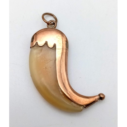 1090 - A 9K Yellow Gold Big Cat Tooth Pendant. 3cm. 1.81g total weight.