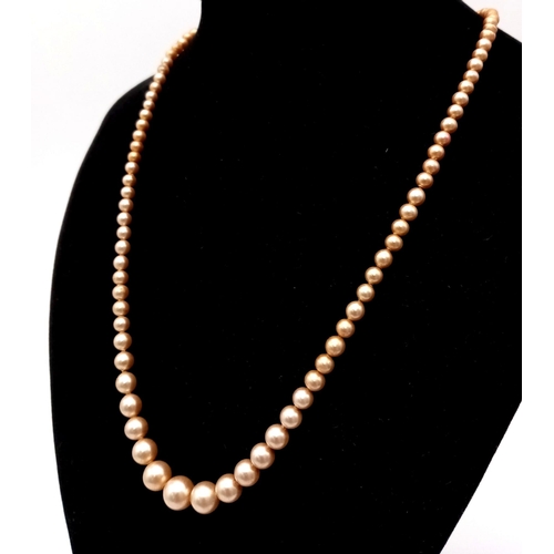 778 - An Antique Graduated Cultured Golden Pearl Necklace. 44cm.