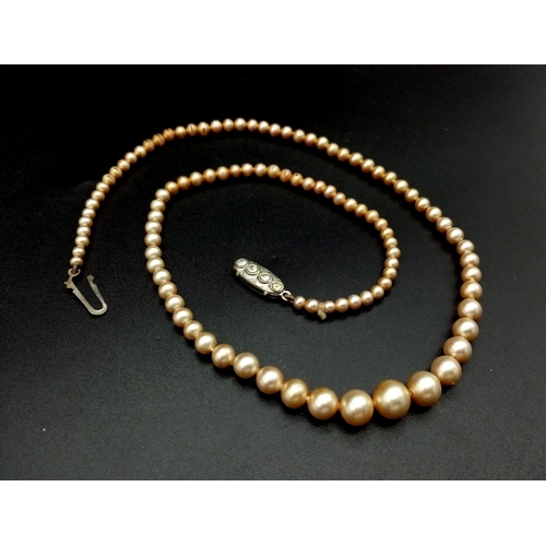 778 - An Antique Graduated Cultured Golden Pearl Necklace. 44cm.