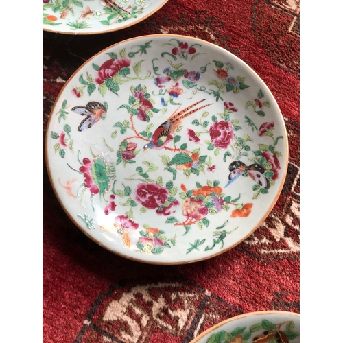 256 - Set of 6 Chinese antique famille rose and celadon-glazed Phoenix plates, 19th century, each shallow ... 