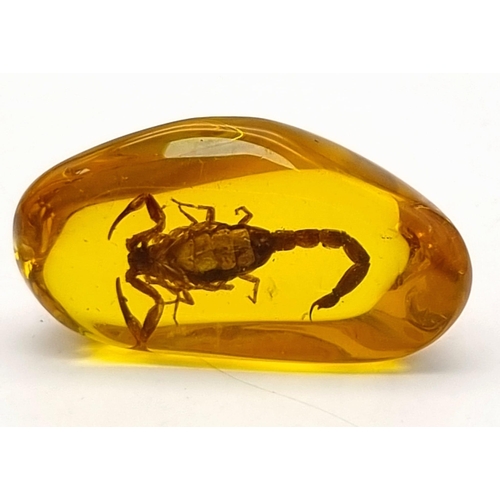 937 - A Nasty-Looking Scorpion Trapped in an Amber-Coloured Resin Pendant or Small Paperweight. 7cm.