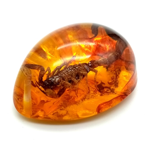 448 - A Ruthless Looking Scorpion Trapped in An Amber Coloured Resin. Pendant or paperweight. 6cm.