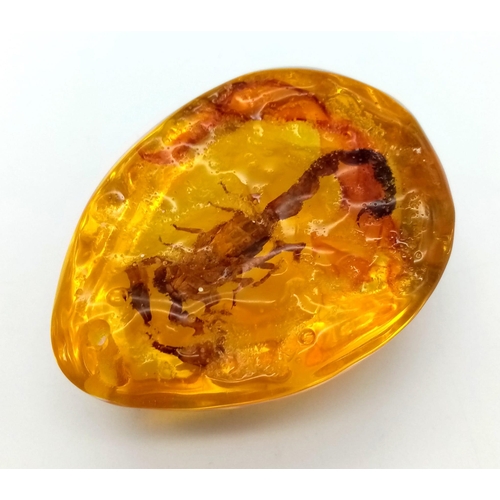 448 - A Ruthless Looking Scorpion Trapped in An Amber Coloured Resin. Pendant or paperweight. 6cm.