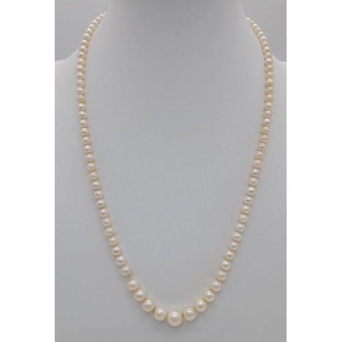 577 - An Antique Graduated Pearl Necklace with a 925 Sterling Silver Clasp. 44cm.