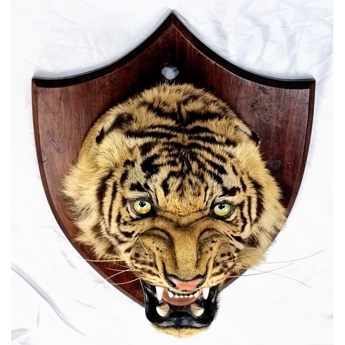 41 - A Victorian-Edwardian Mounted Indian Tigers Head. This was mounted by the World famous taxidermist E... 