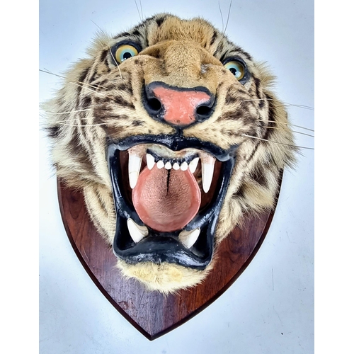 41 - A Victorian-Edwardian Mounted Indian Tigers Head. This was mounted by the World famous taxidermist E... 