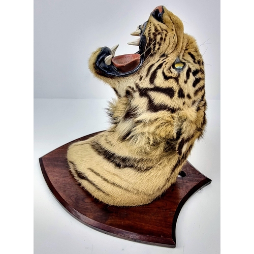 41 - A Victorian-Edwardian Mounted Indian Tigers Head. This was mounted by the World famous taxidermist E... 