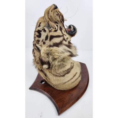 41 - A Victorian-Edwardian Mounted Indian Tigers Head. This was mounted by the World famous taxidermist E... 