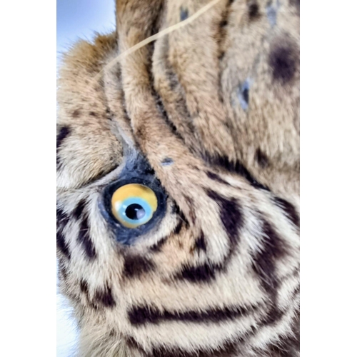 41 - A Victorian-Edwardian Mounted Indian Tigers Head. This was mounted by the World famous taxidermist E... 