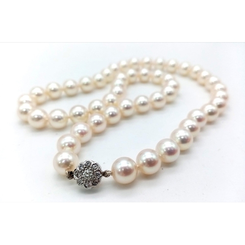 369 - A Natural Champagne-Coloured South Sea Pearl Necklace with a Platinum and Diamond Clasp. 42cm. Pearl... 