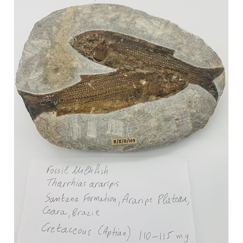 75 - Two fossil milkfishes Tharrhias araripis in original limestone matrix, from Santana Formation, Arari... 