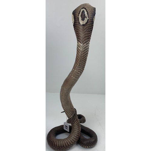 61 - A Late 19th or Early 20th Century taxidermy specimen of a King Cobra, Ophiophagus Hannah. Kept in a ... 