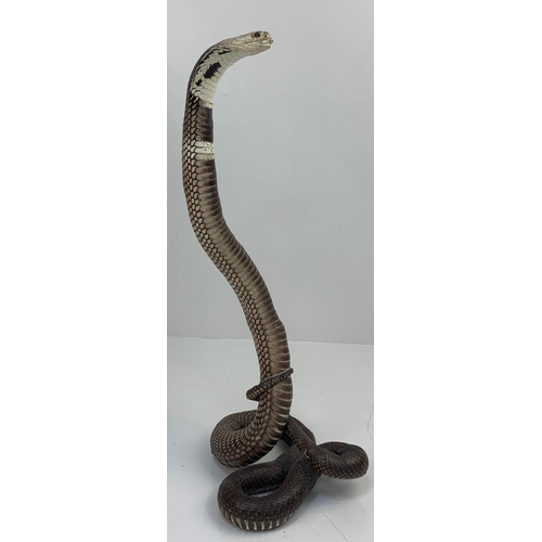 61 - A Late 19th or Early 20th Century taxidermy specimen of a King Cobra, Ophiophagus Hannah. Kept in a ... 