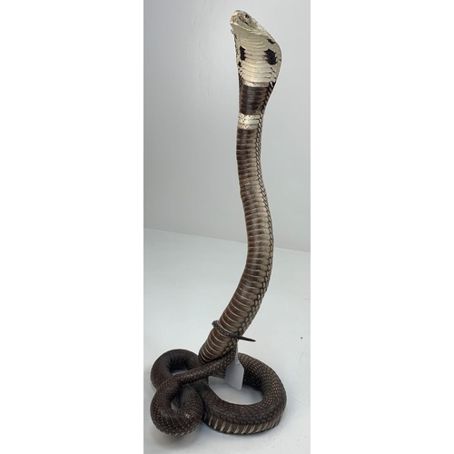 61 - A Late 19th or Early 20th Century taxidermy specimen of a King Cobra, Ophiophagus Hannah. Kept in a ... 