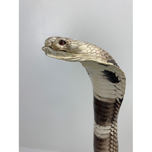 61 - A Late 19th or Early 20th Century taxidermy specimen of a King Cobra, Ophiophagus Hannah. Kept in a ... 