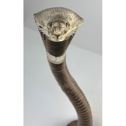 61 - A Late 19th or Early 20th Century taxidermy specimen of a King Cobra, Ophiophagus Hannah. Kept in a ... 