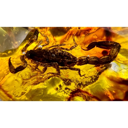 388 - A Scorpion That Had Hate in His Heart - Now, its amber-coloured resin. Pendant or paperweight. 6cm