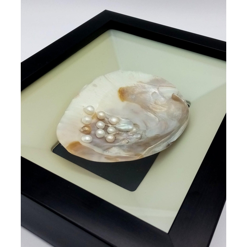 1147 - A large specimen of a fresh water mussel with pearls. Nicely presented in a black frame with protect... 