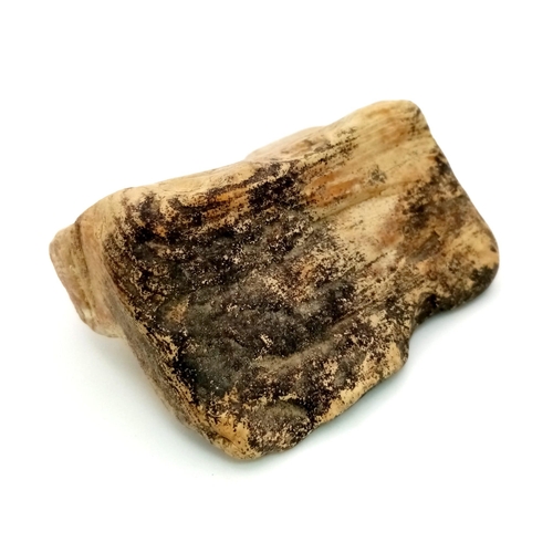 616 - AN ANCIENT PIECE OF RARE JAPANESE FOSSILIZED CEDAR WOOD,  8 X 6cms